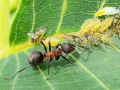Formica_pratensis.jpg