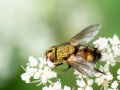 Frontina laeta
