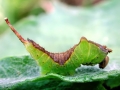 Furcula_bifida_Raupe.jpg
