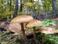 Galerina marginata