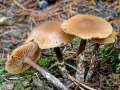 Galerina_stylifera.jpg