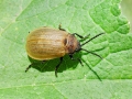 Galeruca_pomonae.jpg