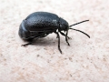 Galeruca tanaceti