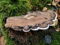 Ganoderma_applanatum.jpg