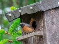 Gartenrotschwanz_Maennchen.jpg
