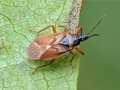 Gastrodes abietum