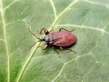 Gastrodes_grossipes.jpg