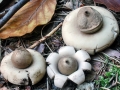 Geastrum fimbriatum