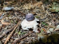 Geastrum quadrifidum