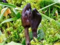 Geoglossum_fallax.jpg