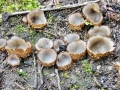 Geopora arenicola