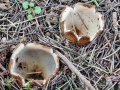 Geopora sumneriana