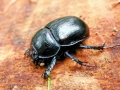 Geotrupes vernalis
