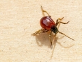 Gibbium_psylloides.jpg