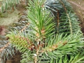 Gilletteella_cooleyi.jpg