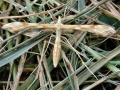 Gillmeria_ochrodactyla.jpg
