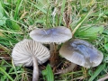Gliophorus_irrigatus.jpg