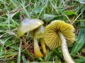 Gliophorus_psittacinus.jpg