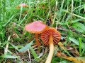 Gliophorus psittacinus var. perplexus