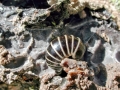 Glomeris_marginata.jpg