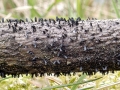 Glyphium_elatum.jpg