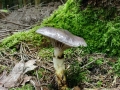 Gomphidius_glutinosus.jpg