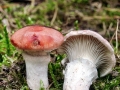 Gomphidius roseus