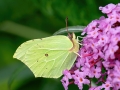 Gonepteryx_rhamni_Maennchen.jpg