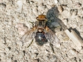 Gonia cf. divisa
