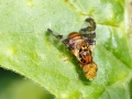Goniglossum_wiedemanni.jpg