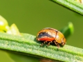 Gonioctena_olivacea.jpg