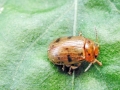 Gonioctena_quinquepunctata.jpg