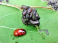 Gonioctena_viminalis.jpg