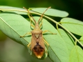 Gonocerus_acuteangulatus.jpg
