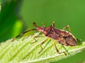 Gonocerus_juniperi.jpg