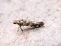 Gracillaria_syringella.jpg