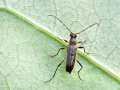 Grammoptera_ruficornis.jpg