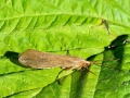 Grammotaulius_nigropunctatus.jpg