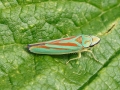 Graphocephala fennahi