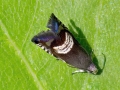 Grapholita_compositella.jpg