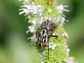 Graphomya_maculata_Weibchen.jpg