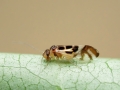 Graphopsocus_cruciatus.jpg