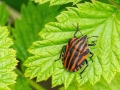 Graphosoma_italicum.jpg