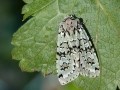 Griposia_aprilina.jpg