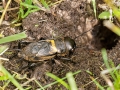 Gryllus_campestris.jpg