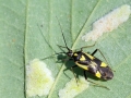 Grypocoris_sexguttatus.jpg