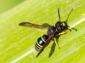 Gymnomerus_laevipes_Maennchen.jpg