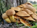 Gymnopilus_junonius.jpg