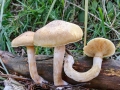 Gymnopilus_penetrans.jpg