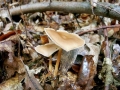 Gymnopus_dryophilus.jpg